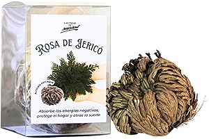 VELAS MARIANO Rosa de Jericó – Planta Mágica para Limpieza, Protección y Abundancia | Renacimiento Espiritual y Atracción de Suerte | Incluye Oración e Instrucciones de Uso