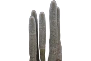 SAMENCHILISHOP (IMMER NUR EINMAL VERSAND) Silberkerzenkaktus (Cleistocactus strausii) 10 Samen (Kaktus des Jahres 2013)