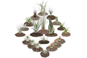 exotenherz – tillandsia, dekorativa växter – set om 20 inklusive 3 XXL tillandsia