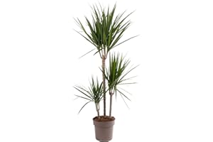 GARDENERSDREAM Dragon Tree Large Indoor House Plant Real Evergreen Tall Exotic Big Rare Plants (90-100cm (Incl. Pot))