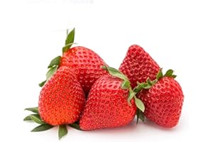 SAVINI VIVAI L'ARTE DI FARE NATURA SAVINI VIVAI Piante di Fragole Rifiorenti Anais a Radice Nuda 4 Stagioni Mazzi da 20 Frigoconservate