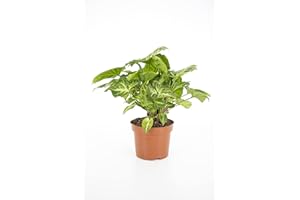 DELVIVERODIRECT Syngonium Arrow - Planta de interior - Planta natural - DELVI