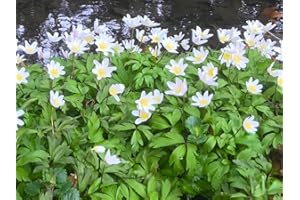 WASSERPFLANZEN WOLFF - Anemone nemorosa - Buschwindröschen - winterhart - heimisch - Landlusttipp - Staude des Jahres 2005!
