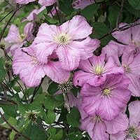 Clematis Pflanzen Kletterpflanzen winterhart Waldrebe im Topf viele Sorten (Comtesse de Bouchaud)