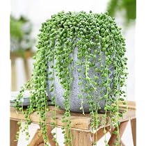 BALDUR Garten 1x Maori Sophora Cotoneaster Little Baby, Pflanze im 11  cm-Topf, Schnurbaum Zimmerpflanze, Grnpflanze, mehrjhrig - frostfrei  halten, blhend, Sophora prostrata : Amazon.de: Garten