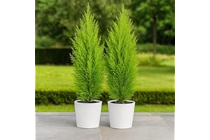 GARDENERSDREAM 2 X Cupressus Wilma Cypress Tree - Pair of Compact Evergreen Plants Outdoor - Small Trees for Garden - Dwarf Conifers in 10cm Pots - Garden Plants Ready to Plant