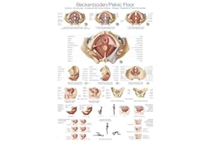ERLER-ZIMMER GMBH Educational Board "Pelvic Floor", 50 x 70 cm