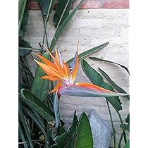 Streu Blumen Weiße Paradiesvogelblume - Strelitzia Nicolai | 90 - 110cm Pflanzensamen Exotisch