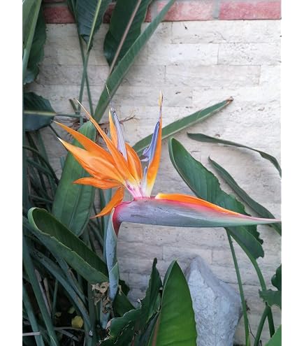 Seedeo Paradiesvogelblume (Strelitzia Reginae) 10 Samen : Amazon.de: Garten