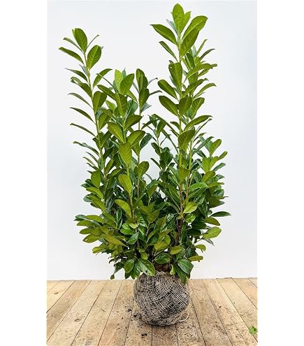monstera thai constellation warum so teuer Monstera Thai Constellation (14 cm pot) main image 0