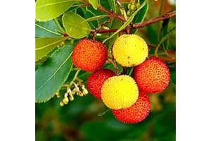 GENERICO Pianta Albero di CORBEZZOLO ad alberello H 130A CM ARBUTUS UNEDO IN vaso 20 cm FRUTTI COMMESTIBILI FOTO REALE