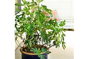 THOMPSON & MORGAN Dwarf Fig Plant Patio Fruit Tree ‘Little Miss Figgy’ Ficus carica Common Fig Hardy Shrub Plants Easy to Grow Your Own Ourdoor Garden Fruit Trees Supplied in 9cm pots by Thompson and Morgan (2)