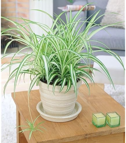 grünlilie green bonnie Chlorophytum 'Green Bonnie'