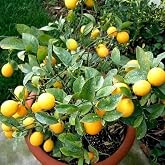 Soil Savers Hybrid All-Season Kagzi Lemon Tree Live Plant | Year-Round Fruit-Bearing Lemon Plant | High-Yield Citrus Tree for Home Garden | Fresh Nimb