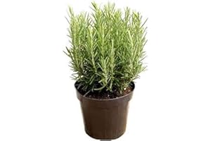 Large Rosemary Plant in a 14cm Pot - for Culinary Use - Upright and Bushy Rosemary Plant by plantshack