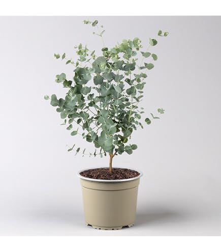 Bloomique - 2er-Set - Eucalyptus gunnii - Gummibaum - Strauch - Immergrn -  Topf 17 cm - Hhe 40-50 cm : Amazon.de: Garten