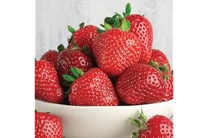 GARDENERSDREAM Strawberry 'Marshmello' Fast Growing Bare Root Garden Bush Fruit Plants (10 Plants)