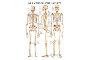 RÜDIGER Sport-Tec Das menschliche Skelett Poster Anatomie 70x50 cm medizinische Lehrmittel