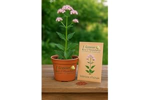 LE GRENIER D'ABONDANCE LES GRAINES QUI DONNENT ENVIE 100 graines à semer - Le Grenier d'Abondance - Valériane officinale – Valeriana officinalis