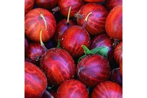 BAUMSCHULE WEDROWSKI W Groseilliers Rouges Hinnonmaki Rot 1L - Plante de Jardin, Arbres fruitiers - la Décoration Parfaite pour Votre Propriété - Pour les Débutants et les Jardiniers Professionnels