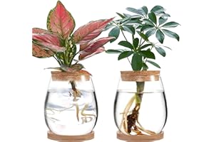 luolety Lot de 2 terrariums de propagation de plantes en verre pour plantes de bureau (C)