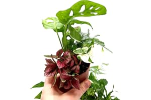 5 Closed Terrarium Plants • Small Mixed Terrarium Plants in 7cm Pot