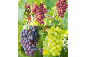 Baldur-Garten Seedless Table Grape Collection Vitis Selection, 3 Bundles of Grapes Plants New York, Vanessa, Venus