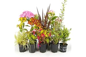 GARDENERSDREAM Mélange 5 plantes de jardin - Plantes de haute qualité certifiée