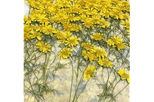 HANDI-KAFU 12 Stück Goldene Chrysantheme mit Stiel Echte natürliche getrocknete gepresste Blumen für Harz Kunst Handwerk DIY