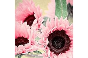 REMORUI 50 Stück Sonnenblumen Samen, Sonnenblumenkerne für Garten und Balkon,Ideale Garten Pflanzen, Balkon Pflanzen (Rosa)