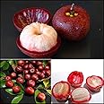 Hybrid Kokum Fruit Plant (Garcinia indica, Hybrid) Exotic 1 Live Fruit Plant