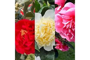 Carbeth Plants - Camellia Japonica 3 x 9cm Pot Plant Mix - Hardy Evergreen Blousy Spring Flowering Shrubs - Ready to Plant Outdoor Bushy Garden Plants - Ideal for Borders, Containers and Patio Pots