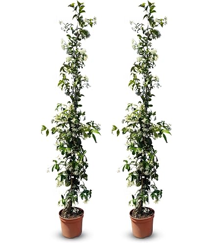 pinus heldreichii bonsai Buy Pinus heldreichii 'Beran Conica' Dwarf Bosnian Pine  Mr Maple  Buy  Japanese Maple Trees