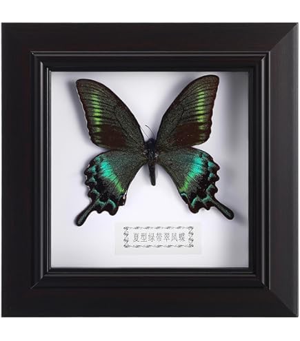 Ring Doorbell Like-New Ring Video Doorbell Refurbished With Enhanced  WiFi Motion Detection Pro Have A Battery