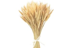 Yukiyi 100 Stems 40cm Dried Wheat Flowers Sheaves Stalks Bouquet Bundles Natural Ear of Grain Dry Grass Bunch DIY Arrangets for Home Wedding Store Decorative Autumn Wreath Decoration, (Nature)