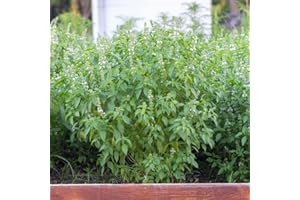THE SEED SHED Lemon Basil Seeds – Fresh, Fragrant Herb for Culinary & Garden Use – Zesty Citrus Aroma – Perfect for Salads, Teas, and Thai Cooking – Easy to Grow Indoors & Outdoors