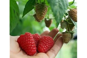PERAGASHOP 1 Planta de frambuesa rojo Reina Variedad Precoce