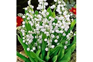 SEEDS ZONE 15 x Convallaria Majalis Lily of The Valley Jumbo Size Pips- Ready for Planting Now x 15 Pips