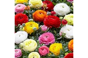 Bloomique - Mischung aus 50 - Ranunkeln - Hahnenfuß - Hahnenfuß - Farbmischung - Blumenzwiebeln - Frühlingsblüher - mehrjährige Pflanzen - wird bis zu 30-40 cm groß