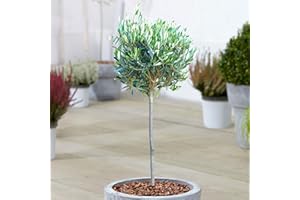 GARDENERSDREAM Olive 'Olea Europa' Tree | Hardy Ornamental Potted Patio Trees for Small Gardens | Bushy Olea Europaea Plant in Pots | 2-3ft (1 Tree)