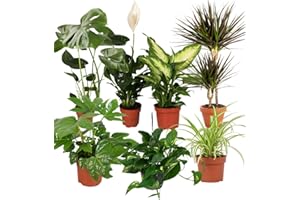 BLUME IDEAL Planta Plus Juego de 7 purificadores de aire | Monstera, Spathiphyllum, Drácena, Dieffenbachia, Clorofito, Fatsia, Potus | Ø 40-70 cm | Calidad profesional