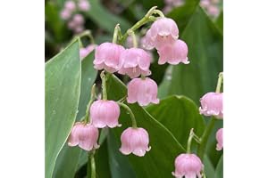 Rosa Convallaria Majalis Liljekonvalj Perenner - 10 Plantor/Lökar - Stora