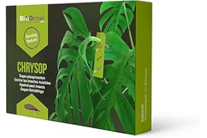 Biogrowi Chrysop - 20 Cartes avec Oeufs de Chrysopes Contre Araignées Rouges, Thrips, Pucerons et Cochenilles Farineuses. Traitement Plantes Vertes. Application Naturelle et Biologique.