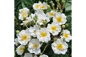 Peter Beales Roses UK White Rambling Rector Rose Plant for Outdoor July Blooming, Fragrant, UK Grown, Climber, Full Sun