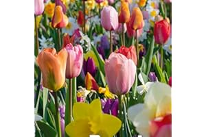 Bloomique - Mélange de 50 - Beauty Mix - Mélange de 6 variétés - Bulbes à fleurs - Floraison printanière - Plantes vivaces - Pousse de 5 à 55 cm