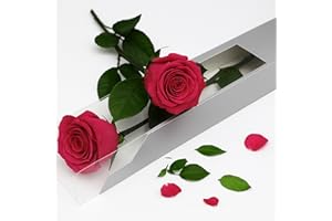 GDECORA Rosa Preservada Fucsia de Ecuador, Rosa Natural Preservada con Tallo 35cm Regalo para Mujer, Ideas para Sant Jordy, Día de la Madre y Cumpleaños, Ramos y Detalles Románticos (Fucsia)