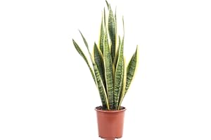 Bogenhanf - pflegeleichte Zimmerpflanze, Sansevieria trifasciata Laurentii - Höhe ca. 45 cm, Topf-Ø 14 cm
