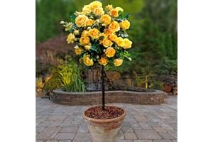 YouGarden x 2 Yellow Rose Bushes 60cm Tall. Bare Root Rose Bushes for Outdoor. Ready to Plant Roses. Disease Resistant Easy to Grow Outdoor Plants for Gardens Patio Plants