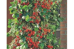 FLORIANA-BULBOSE Semi - Fragola Rampicante