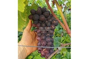 naturling Weintraube - kernlose blaue Tafeltraube Klubni mit sehr frühreifen aromatischen Trauben - einjährig veredelt
